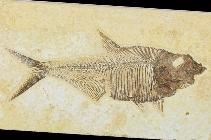 Detailed, Fossil Fish (Diplomystus) - Wyoming #113292